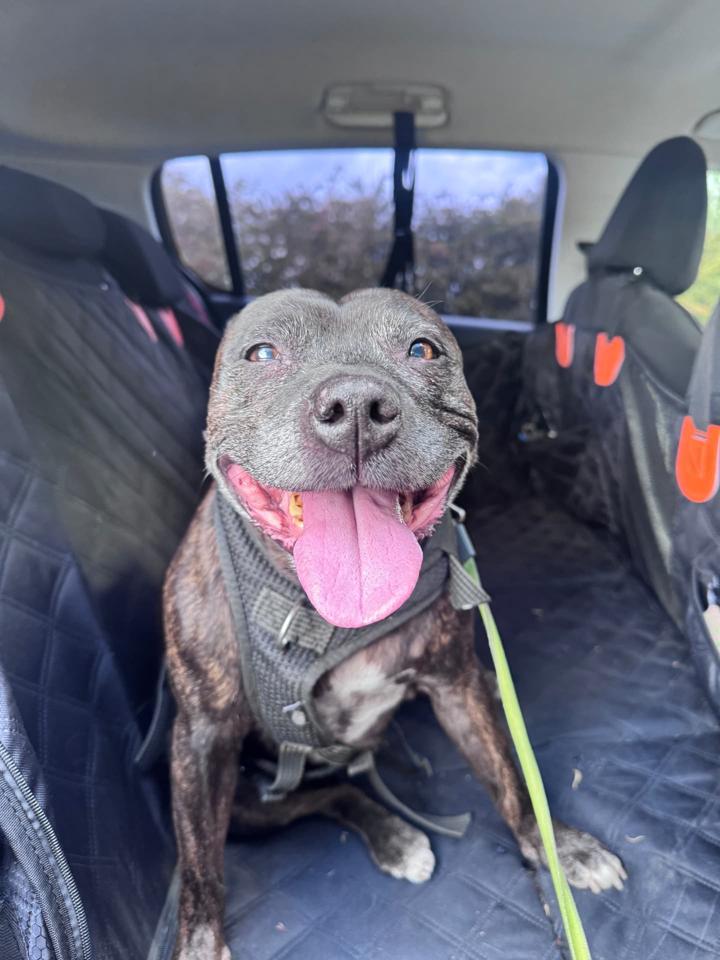 Brindle staffordshire bull terrier grinning in the back of the car