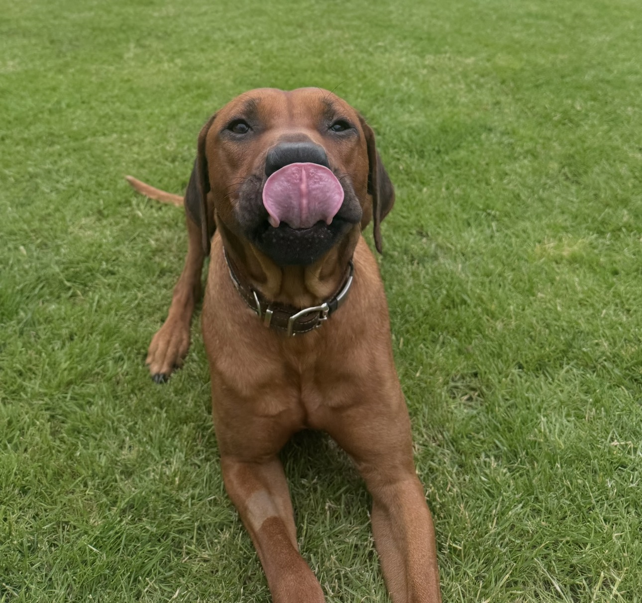Ridgeback lying on the grass licking its nose