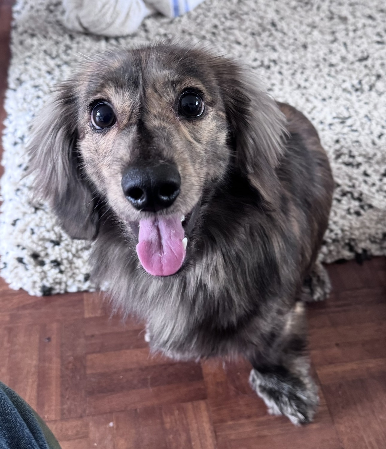 Long-haired dachshund with a big smile on the rug