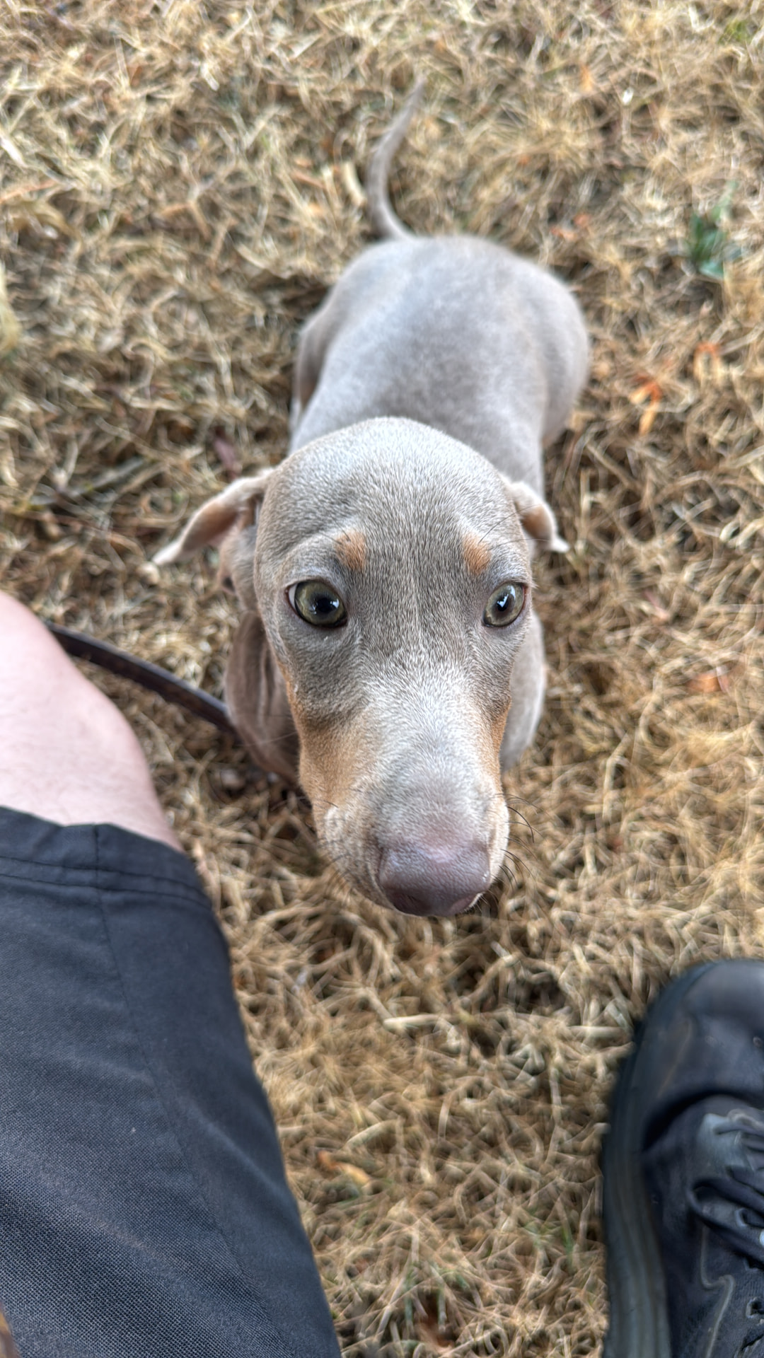 Silver dachshund puppy looking up on an autumn walk
