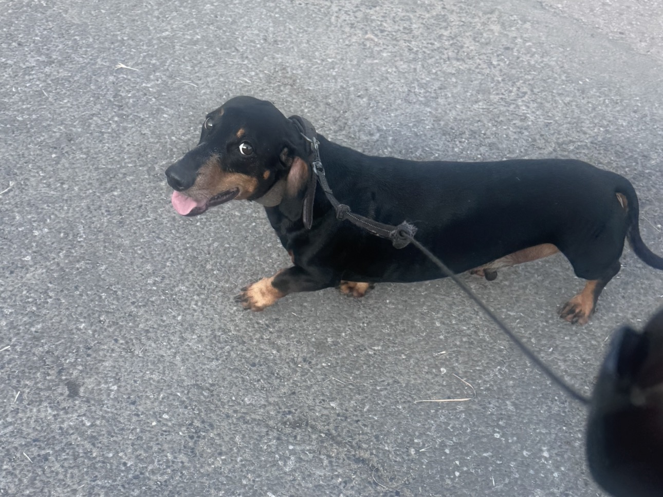 Miniature dachshund on a lead