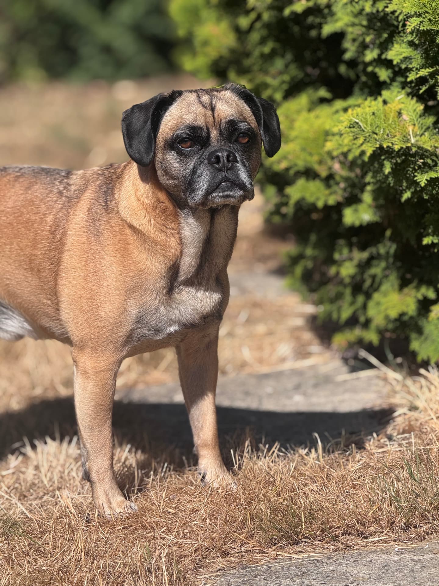Puggle standing in the sunshine beside a garden path