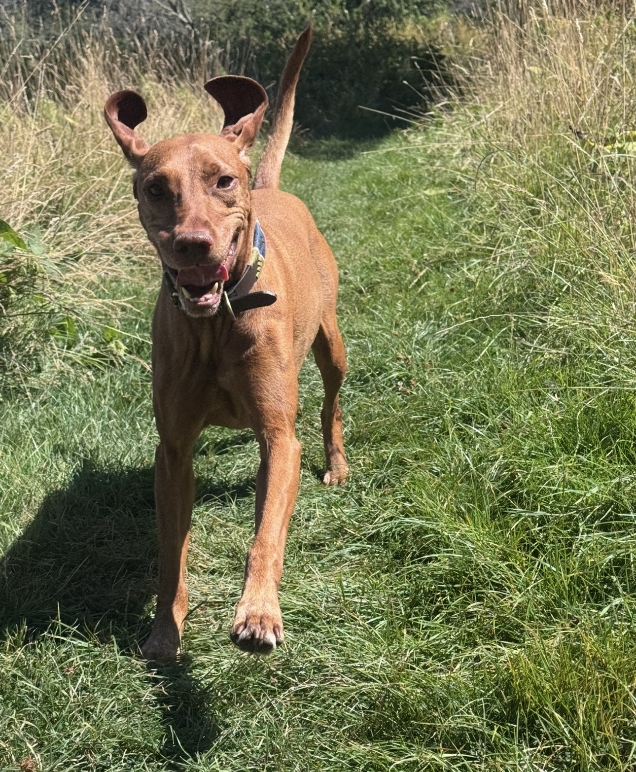 Vizsla running through a sunlit grassy field with ears flapping