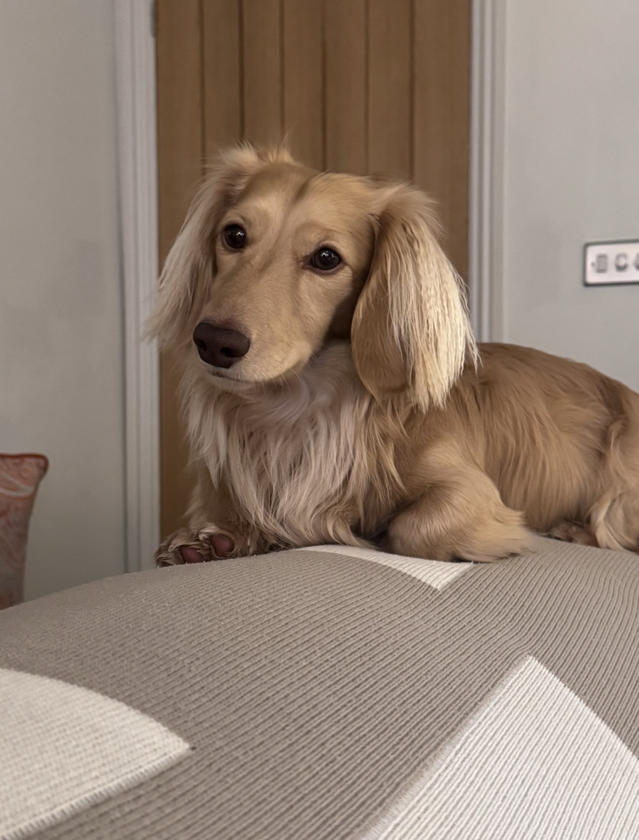 Cream long-haired dachshund resting on the sofa