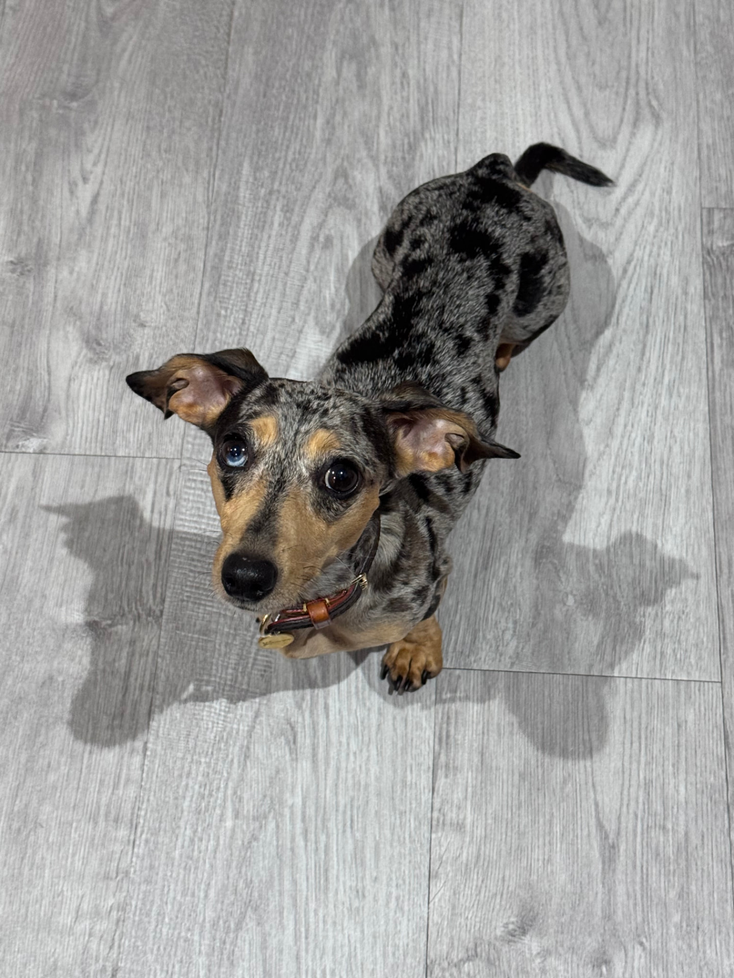 Merle dachshund with odd coloured eyes looking up at the camera