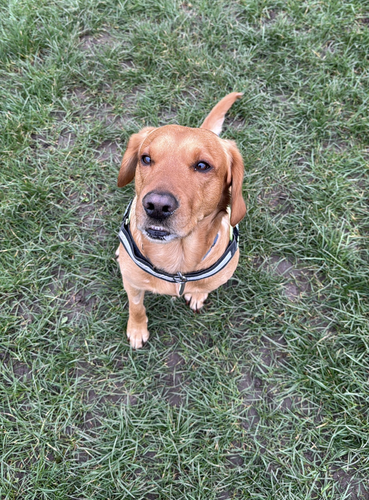 Fox red labrador in a harness on the grass