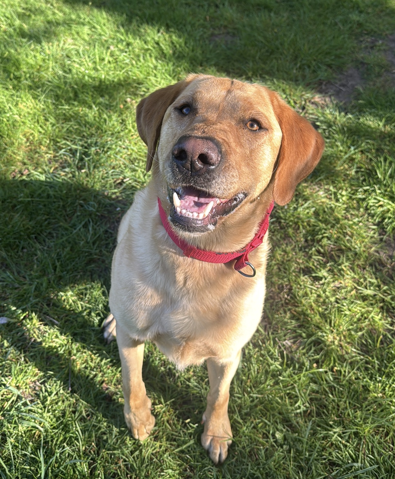 Yellow labrador smiling in the sunshine