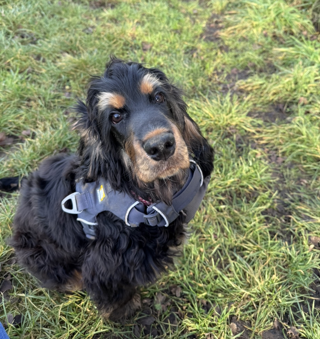 Cocker spaniel looking up in the grass