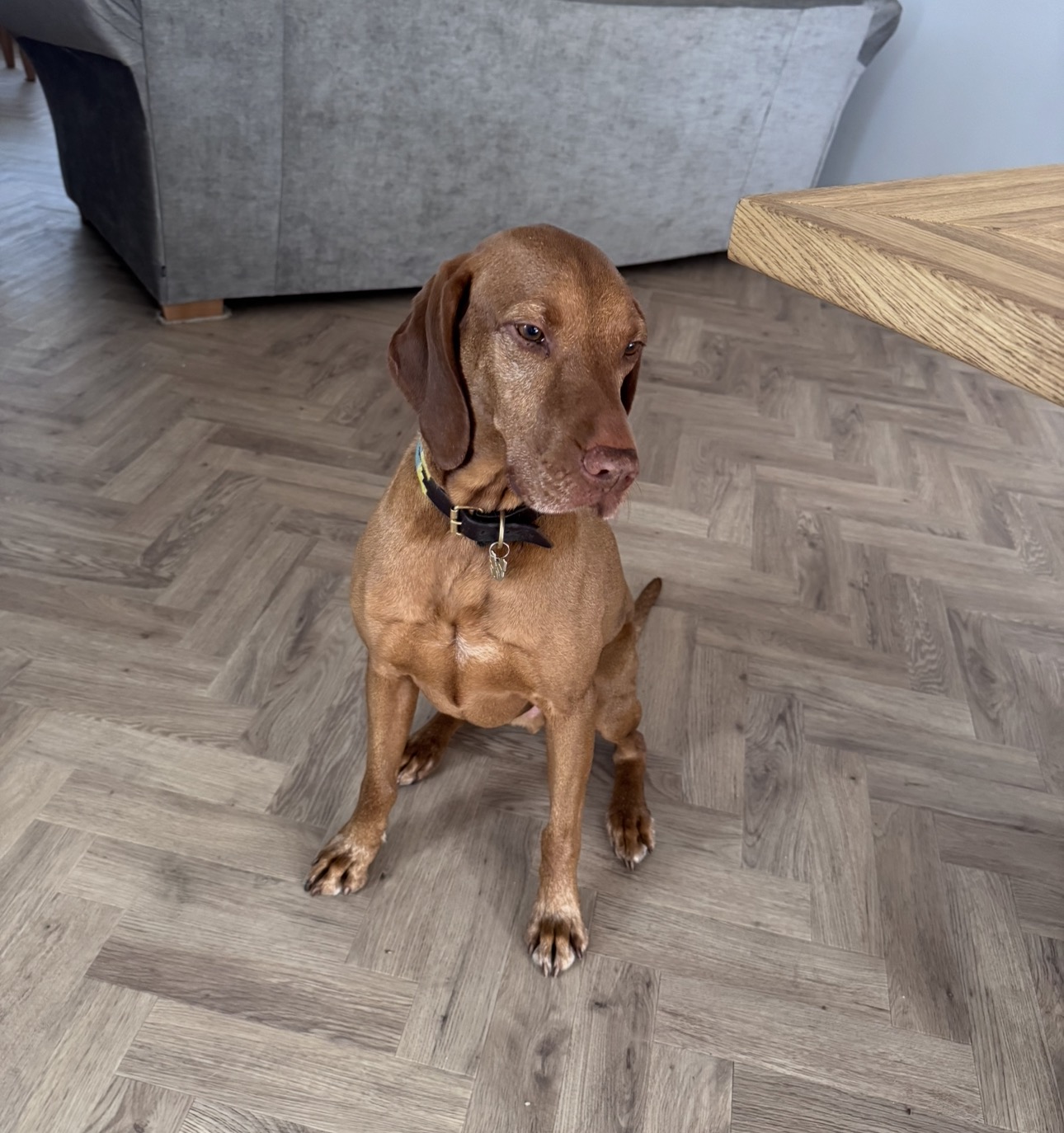 Vizsla sitting on herringbone floors
