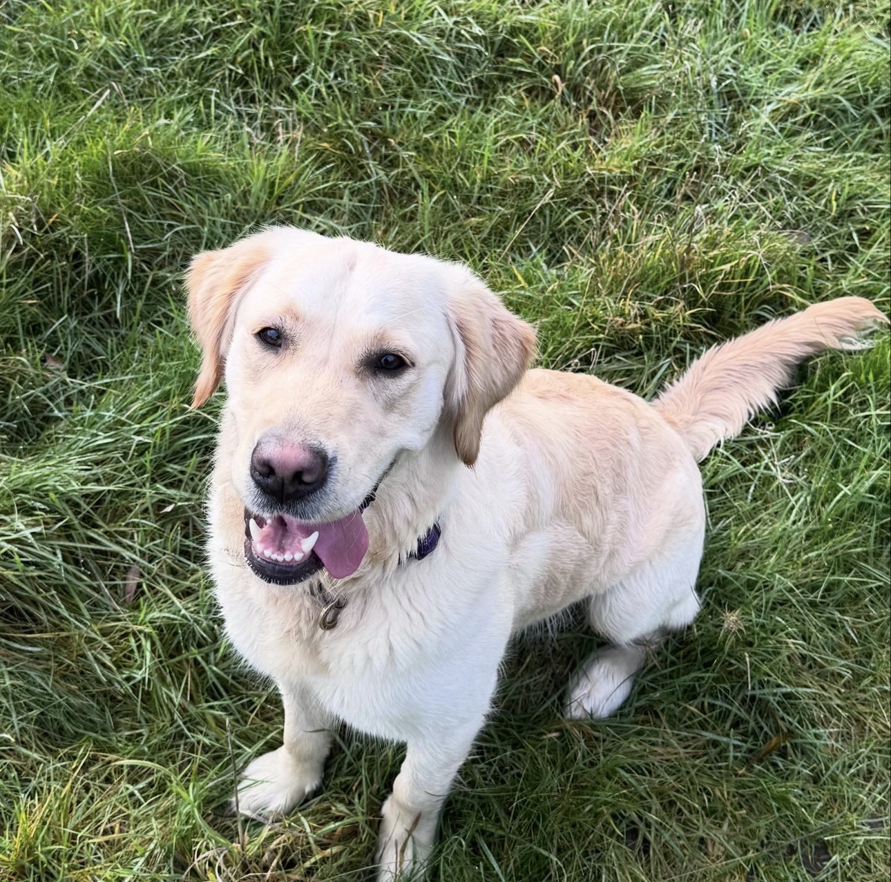 Yellow labrador smiling in the grass