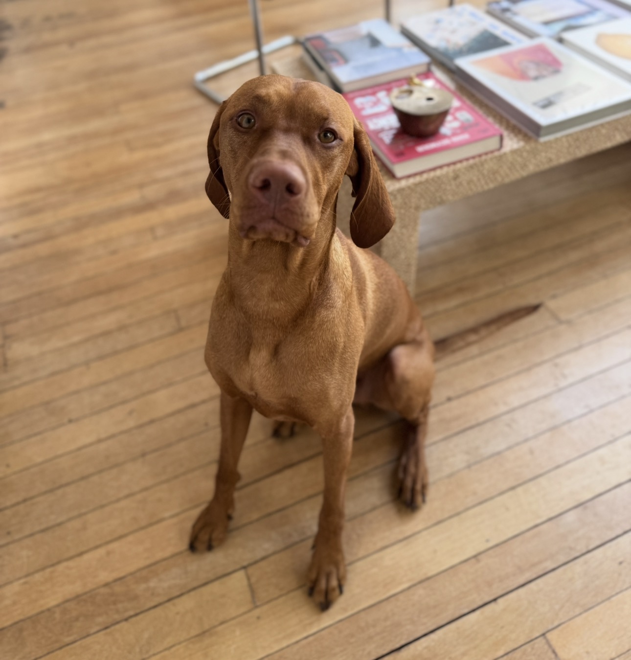 Vizsla sitting proudly on wooden floors