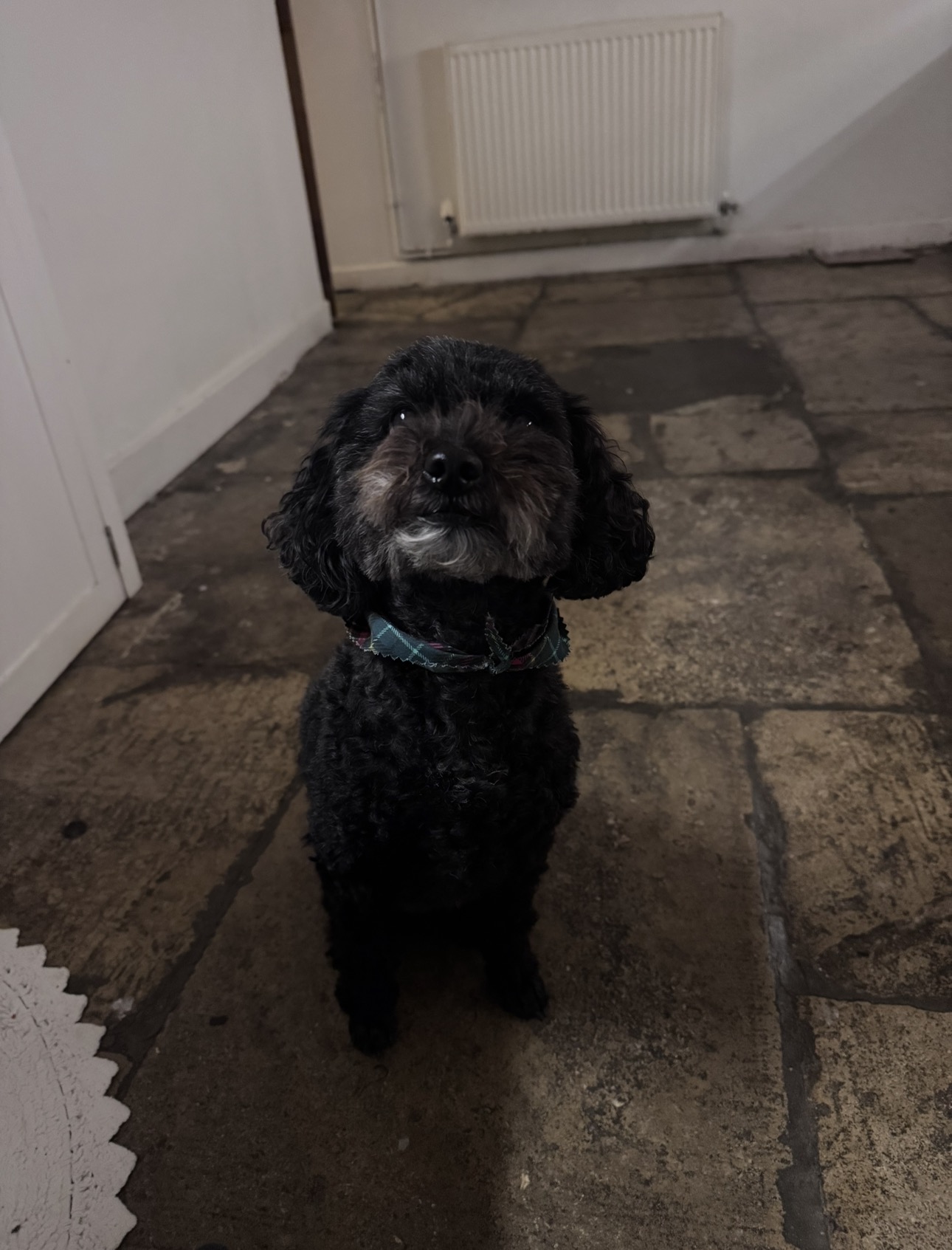 Black cockapoo with a tartan collar sitting on flagstones