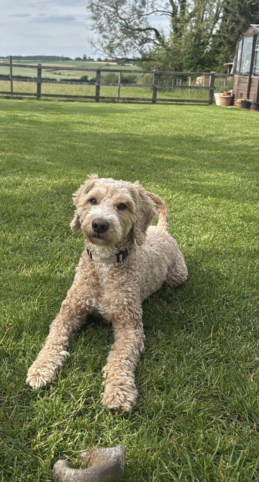 Cockapoo relaxing on the lawn with countryside views