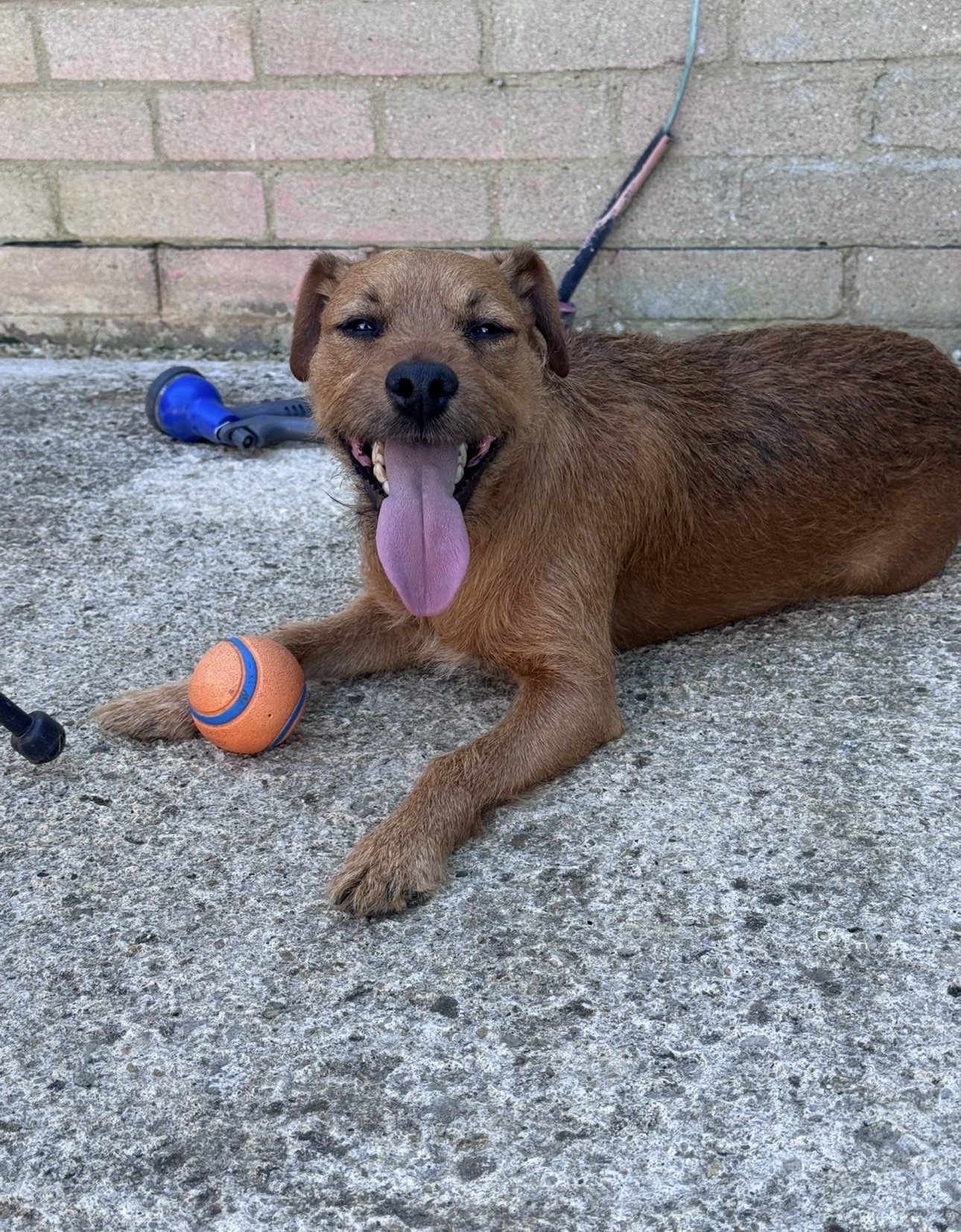 Brown terrier lying down with a ball