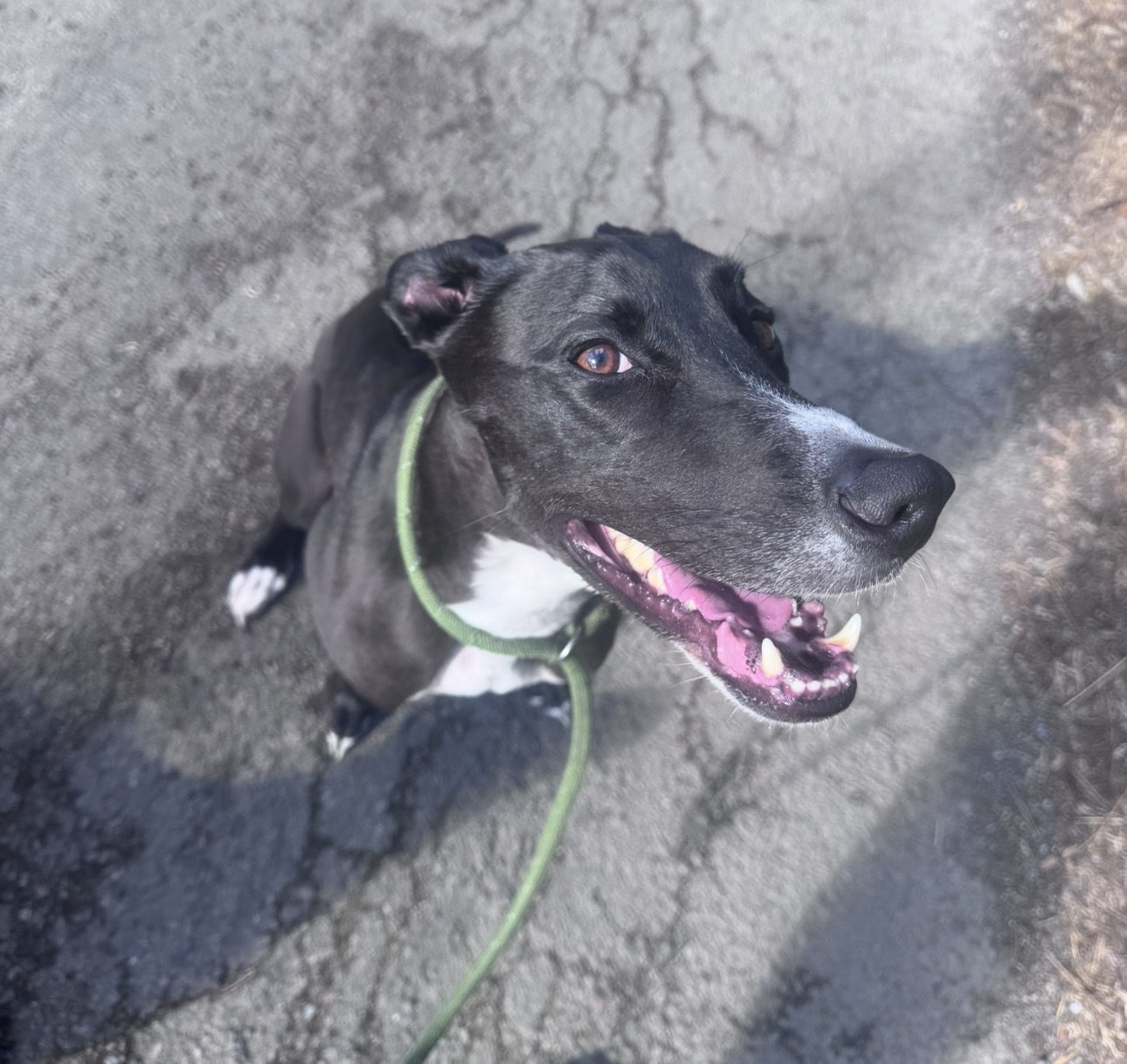 Black and white lurcher smiling in the sun