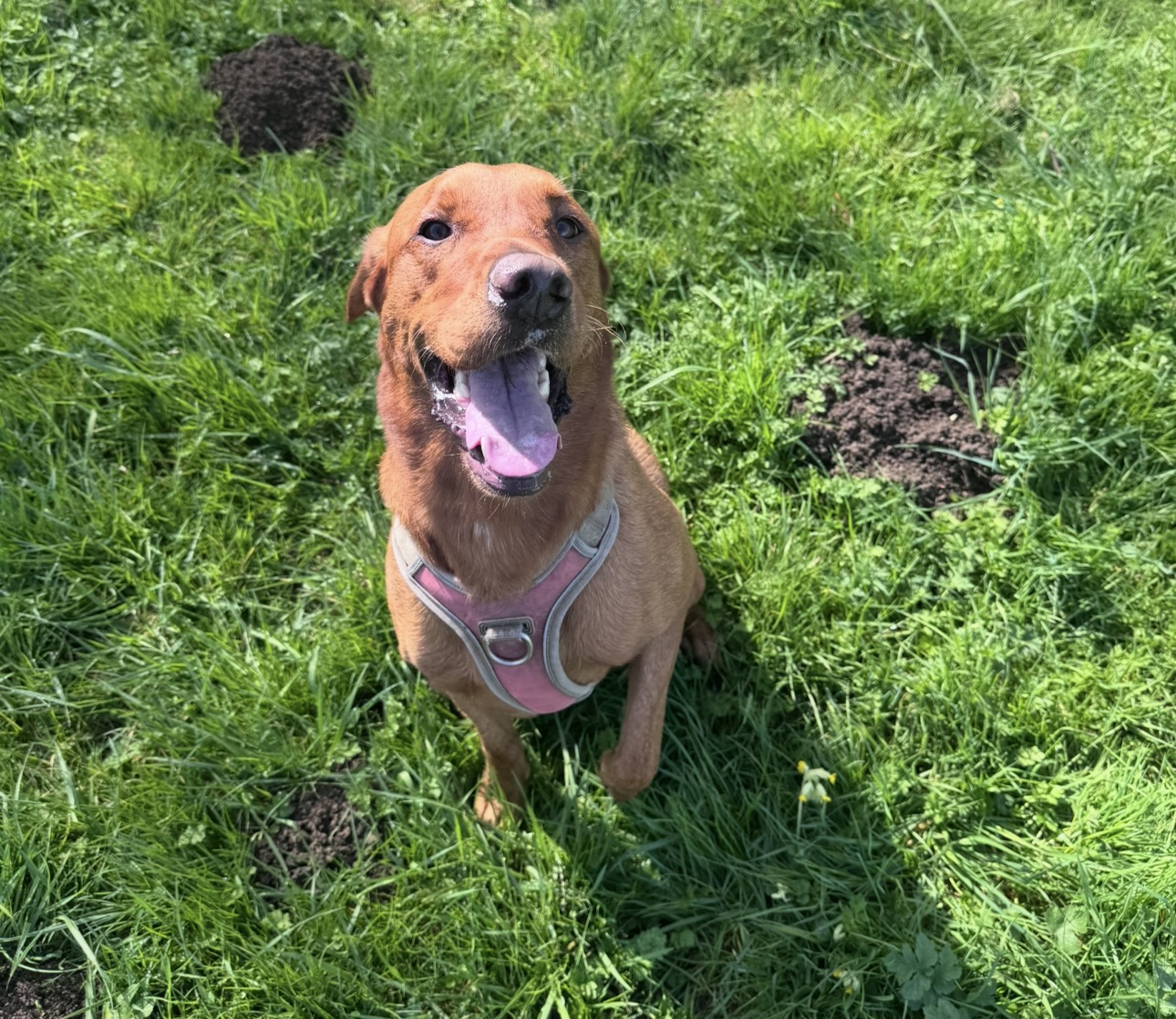Fox red labrador in a pink harness in the meadow