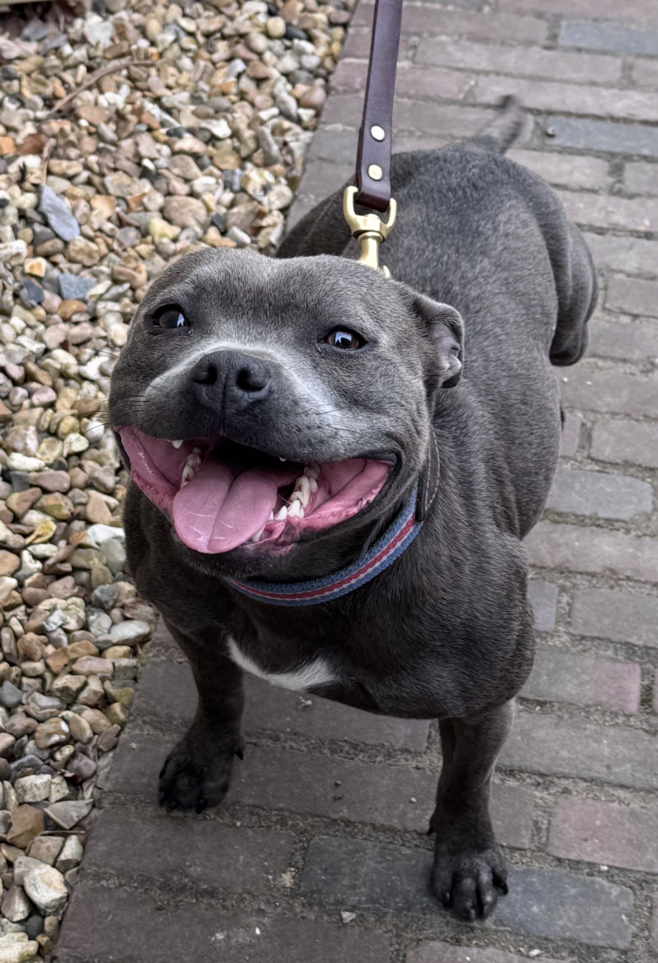Grey staffordshire bull terrier smiling happily on a lead