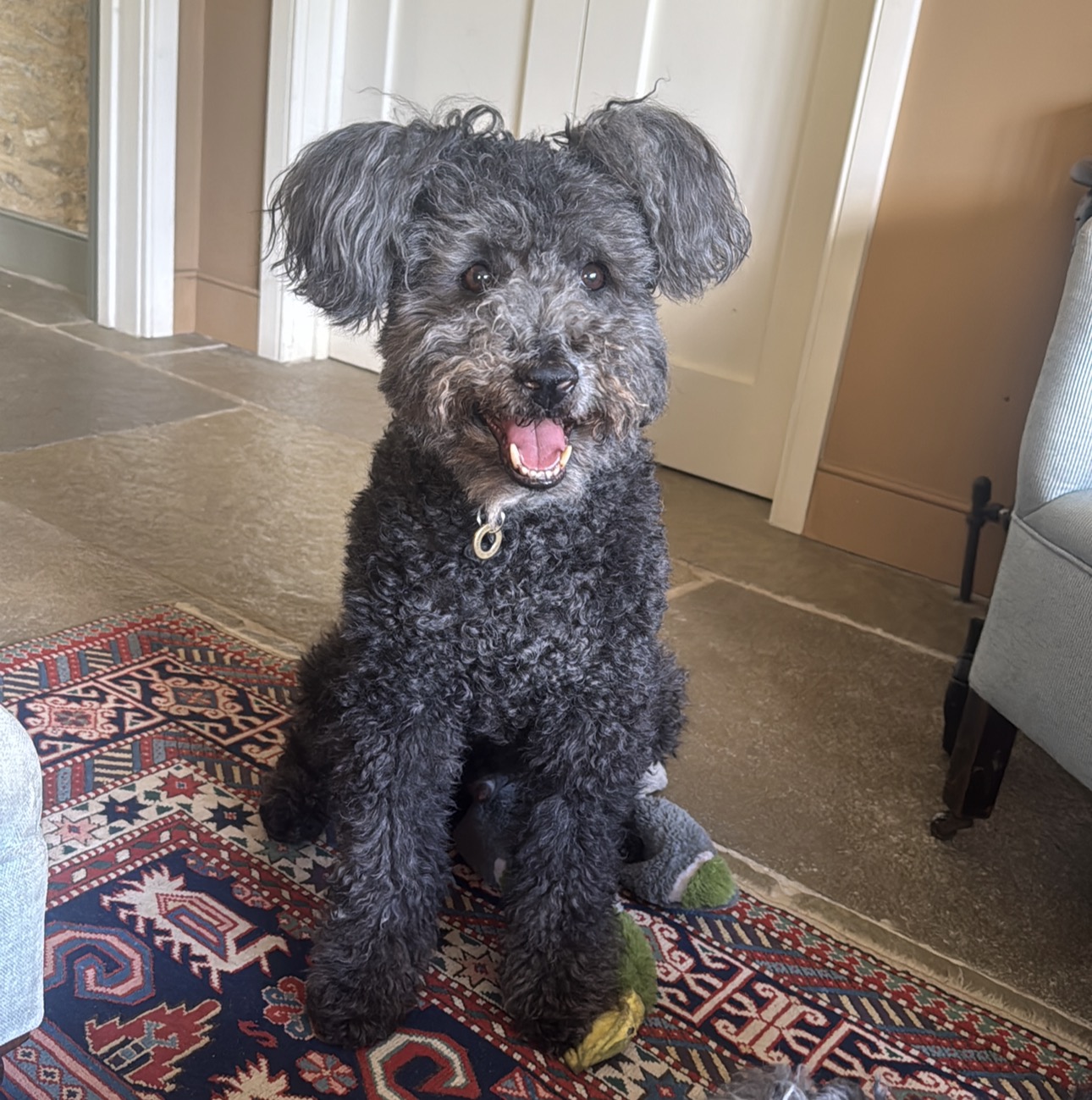 Pumi sitting proudly on a patterned rug with a toy