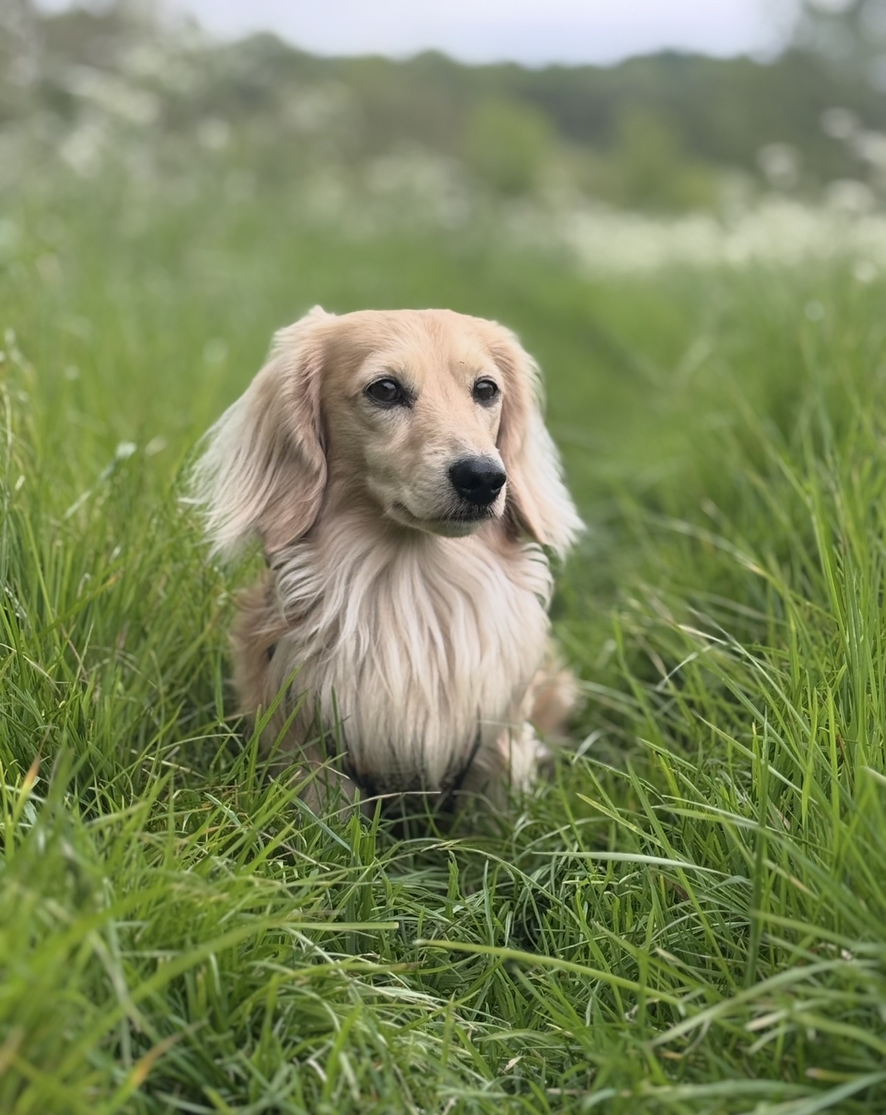 Cream long-haired dachshund in long grass