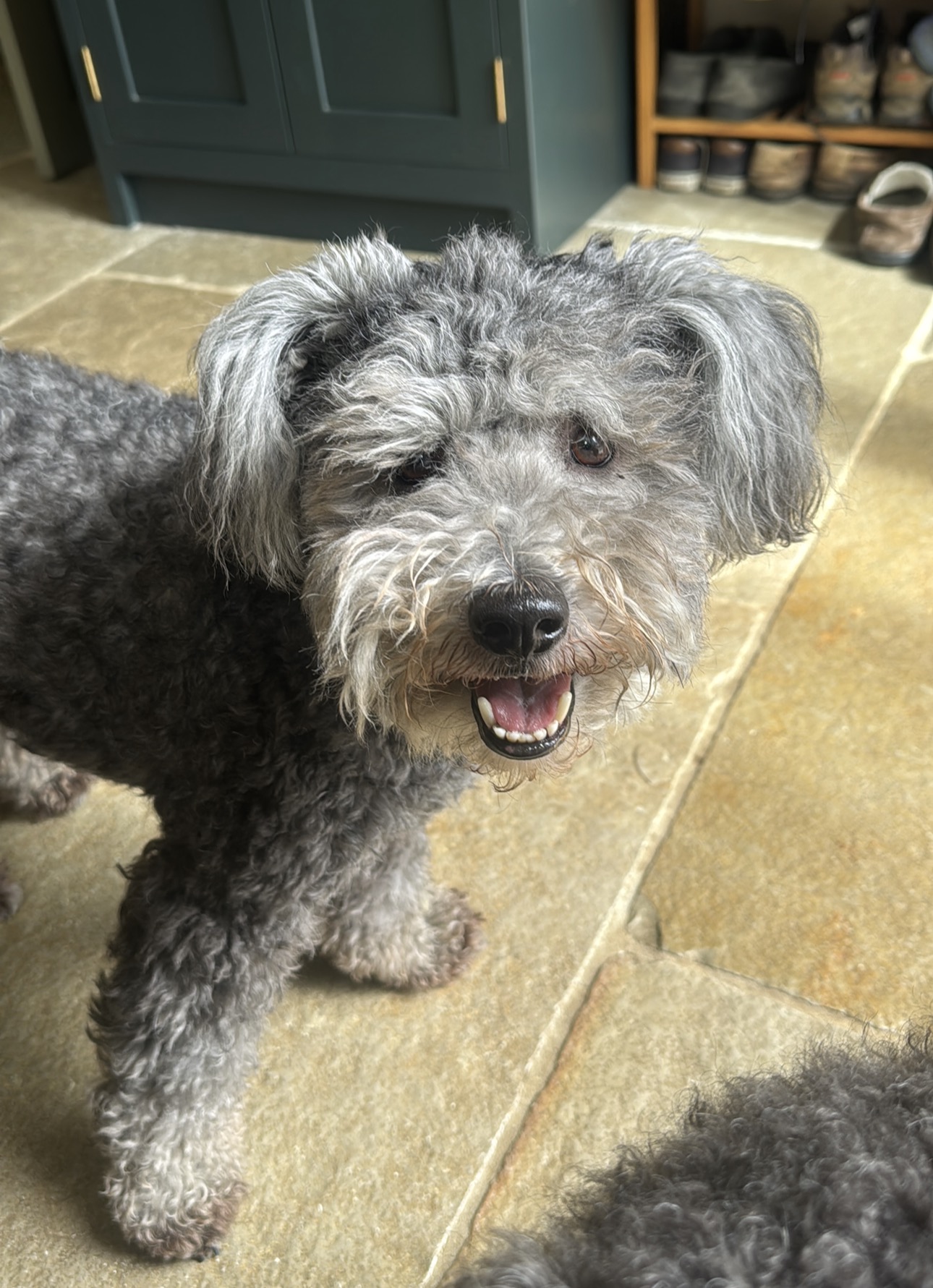 Grey pumi with a big smile on flagstone floor