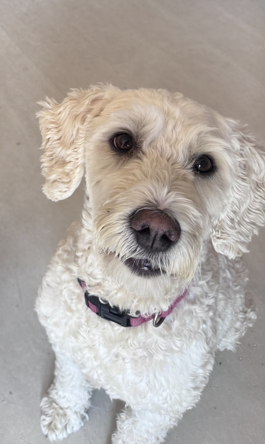 White cockapoo looking up curiously