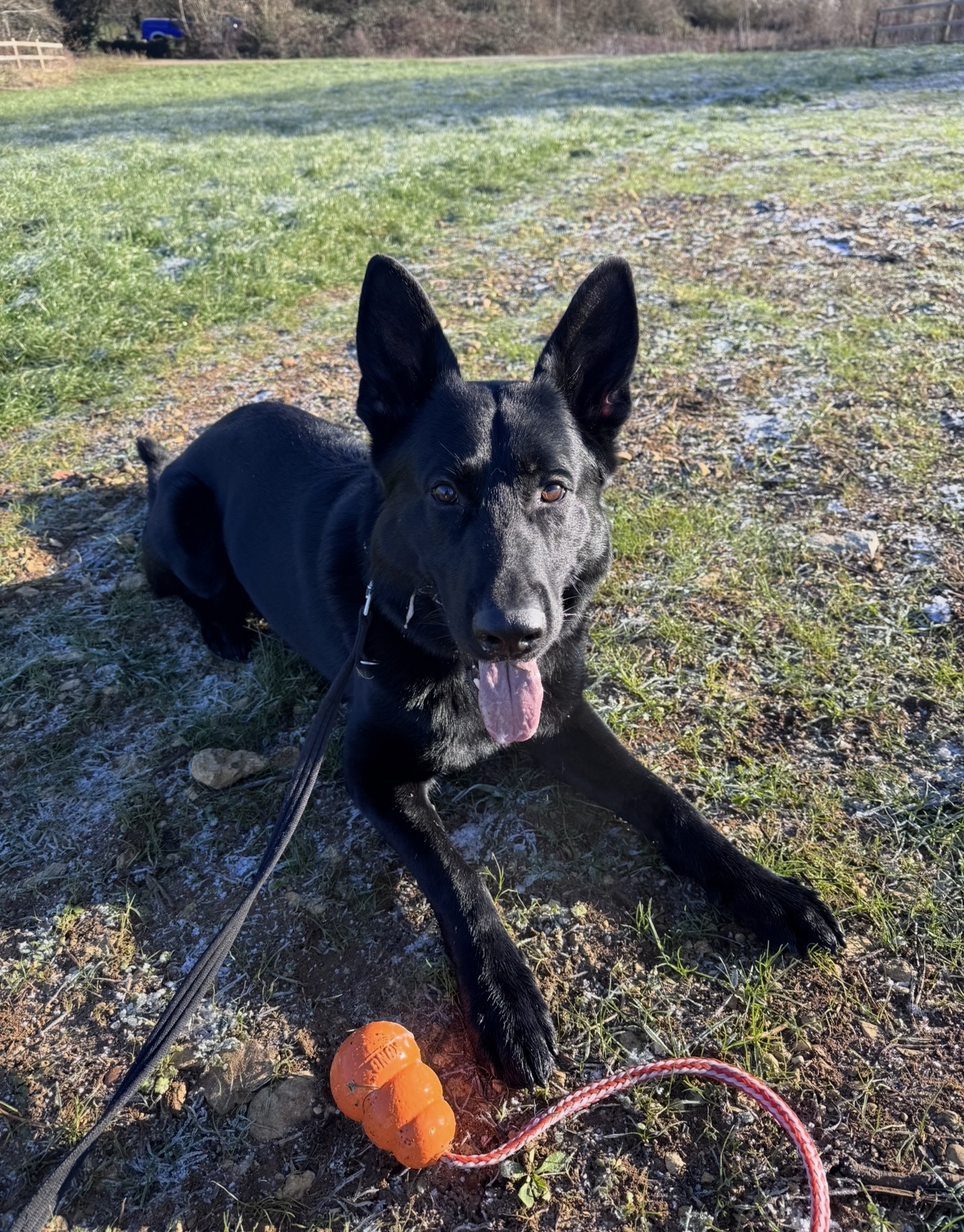 Black shepherd lying on frosty grass with a Kong