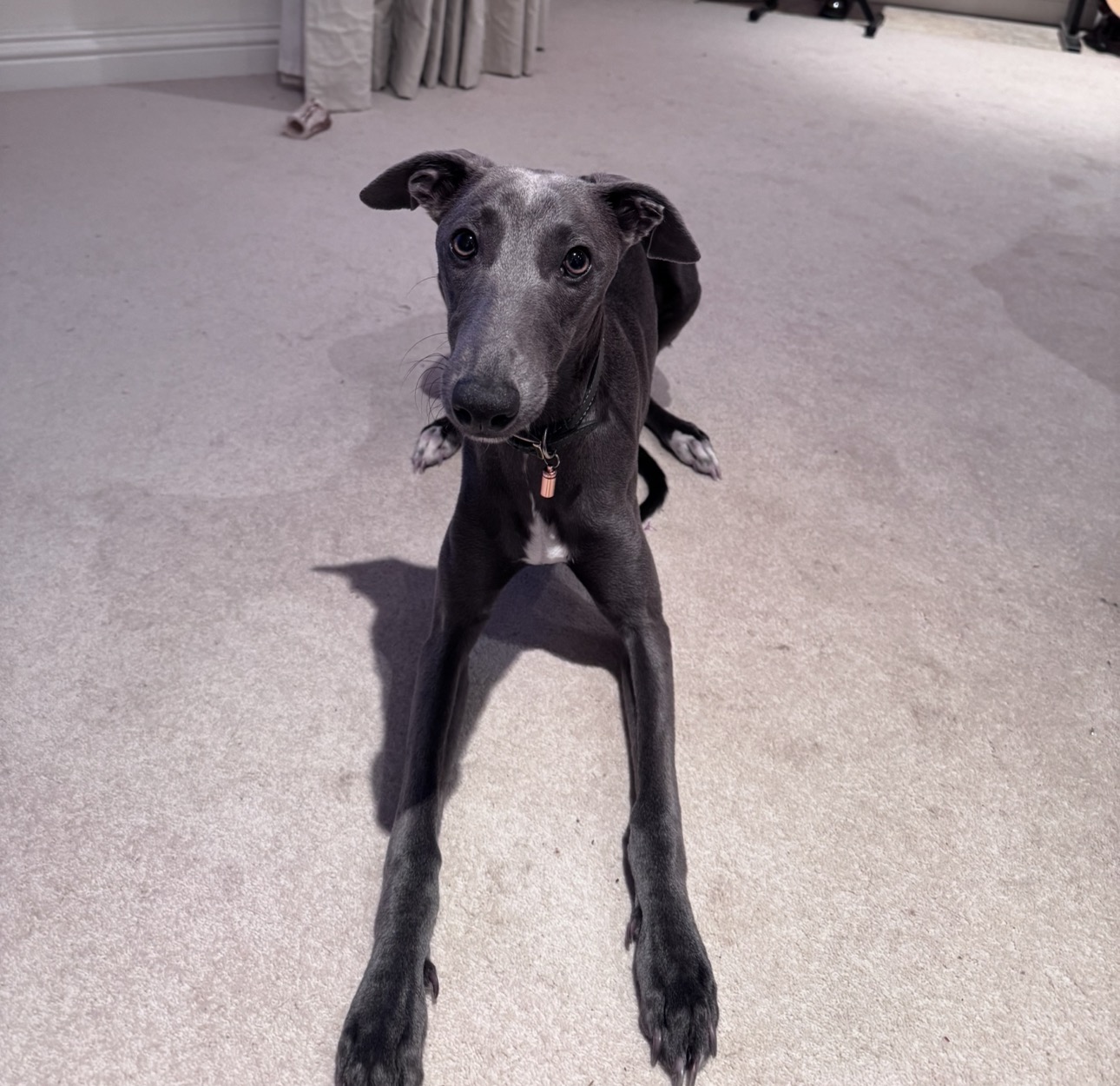 Blue whippet sitting elegantly indoors