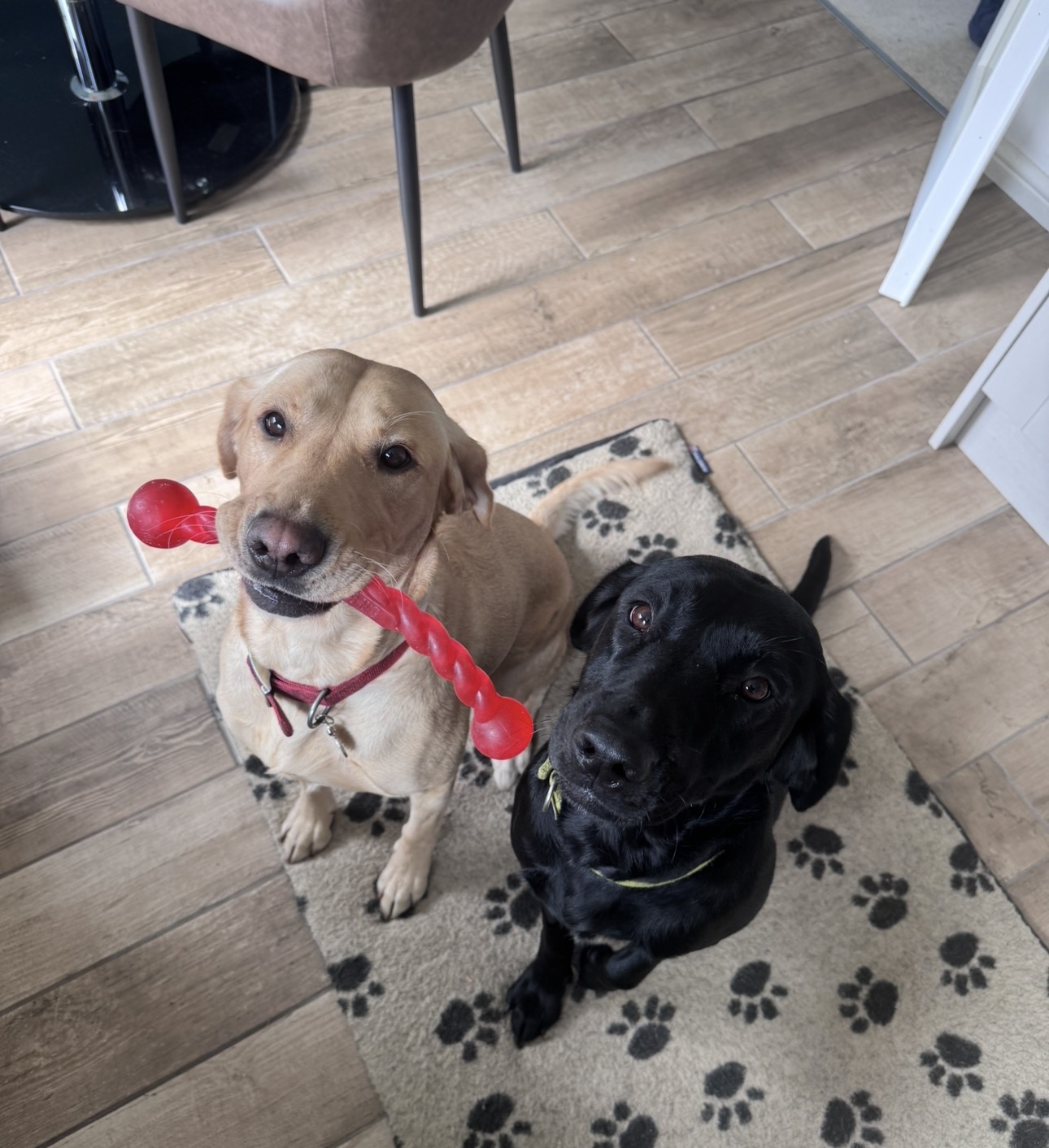 Yellow and black labradors sitting together with a toy