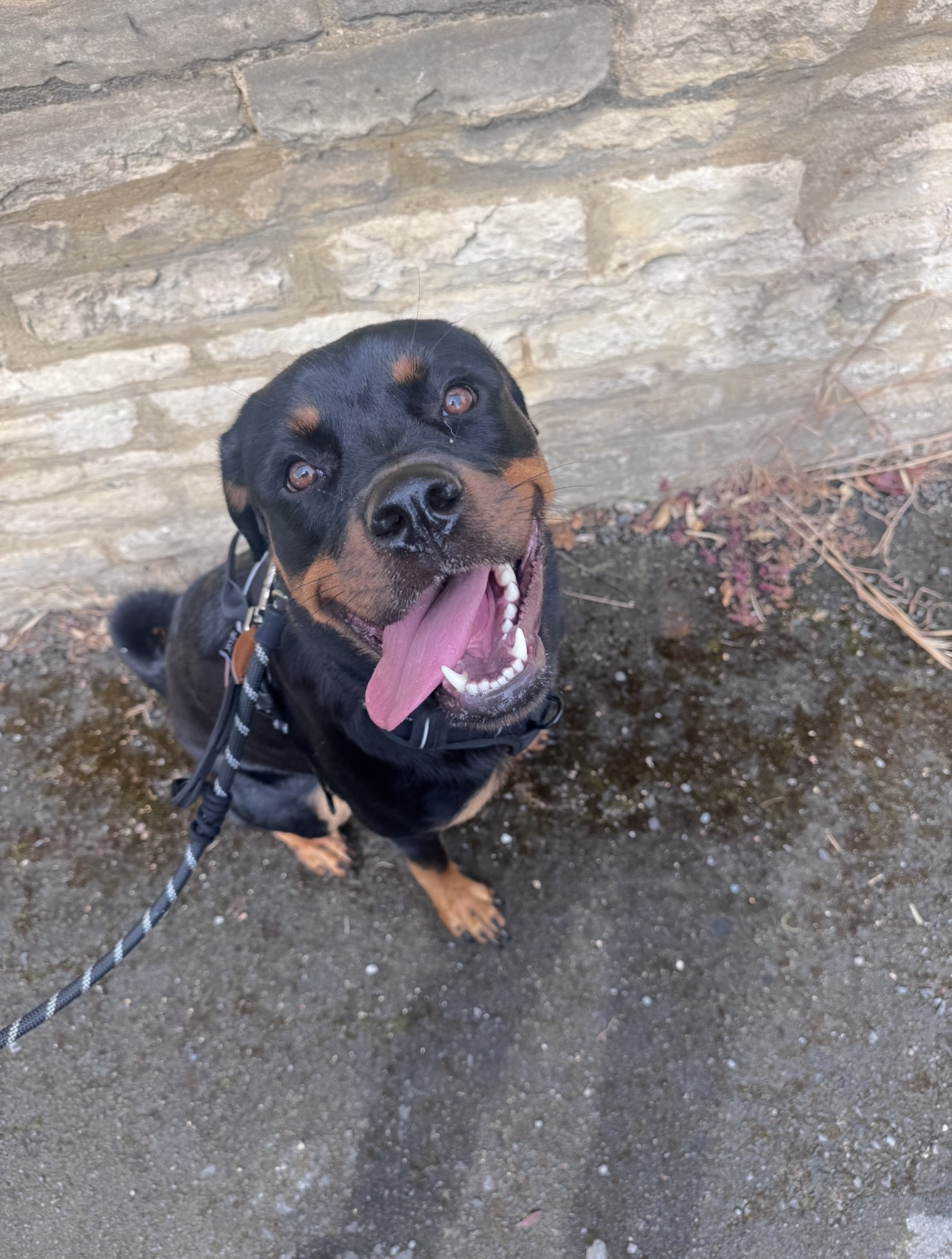 Happy rottweiler sitting by a stone wall